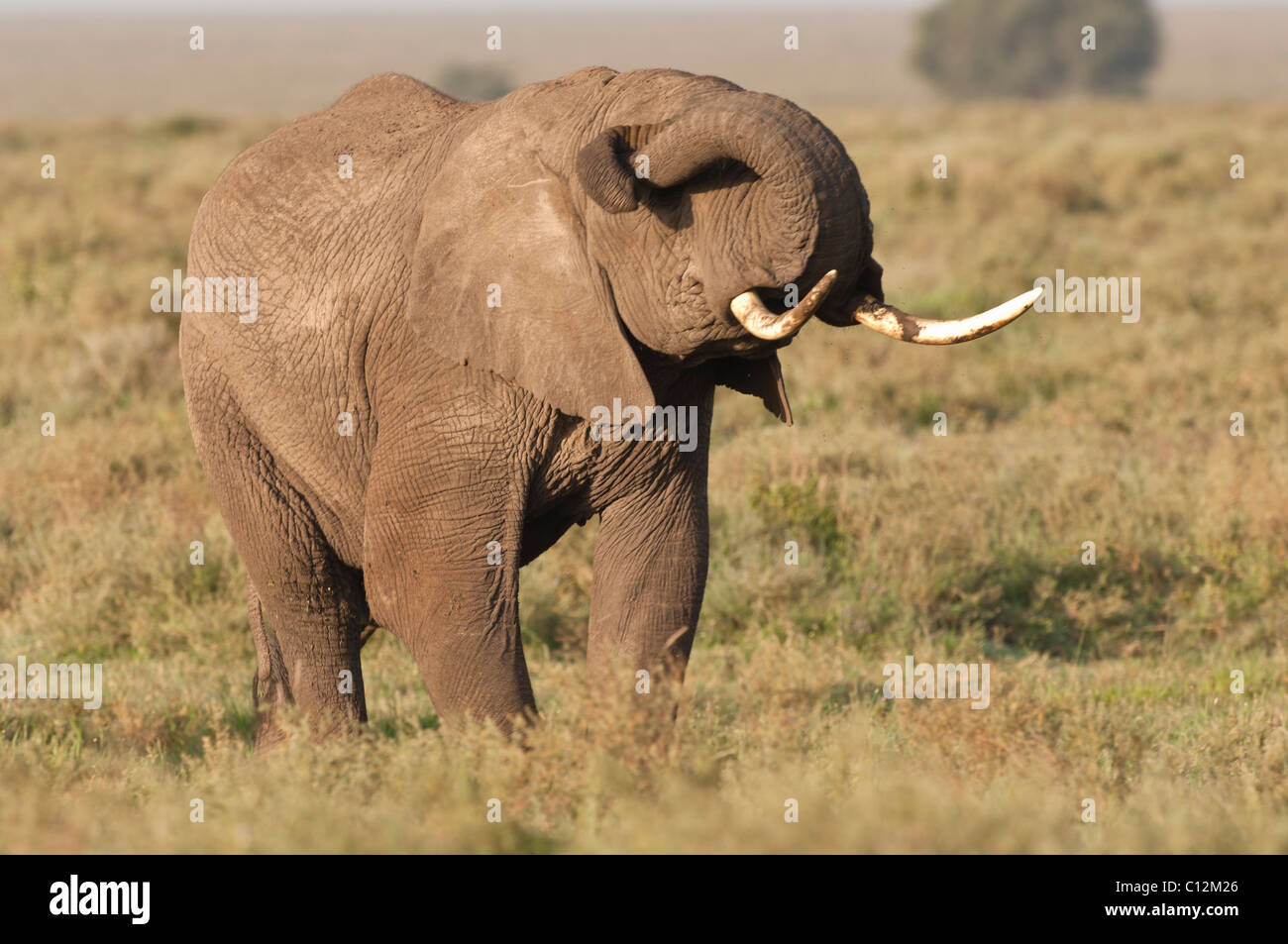 Elephant scratch hires stock photography and images Alamy