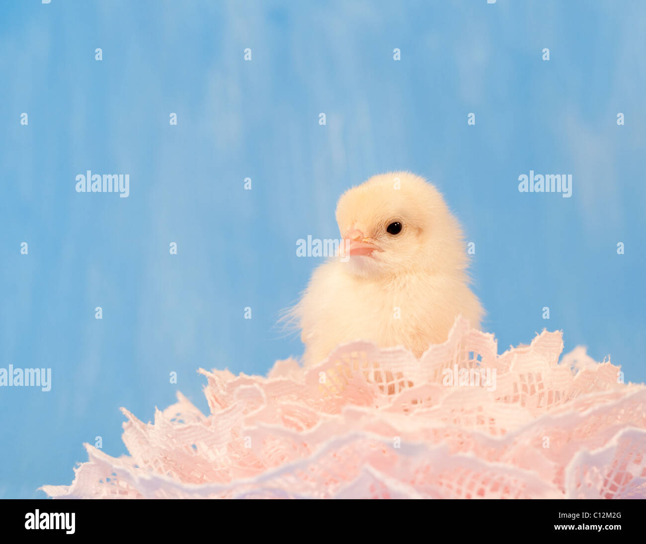 Tiny yellow Easter chick nested in pink lace, against painted blue background with copy space Stock Photo