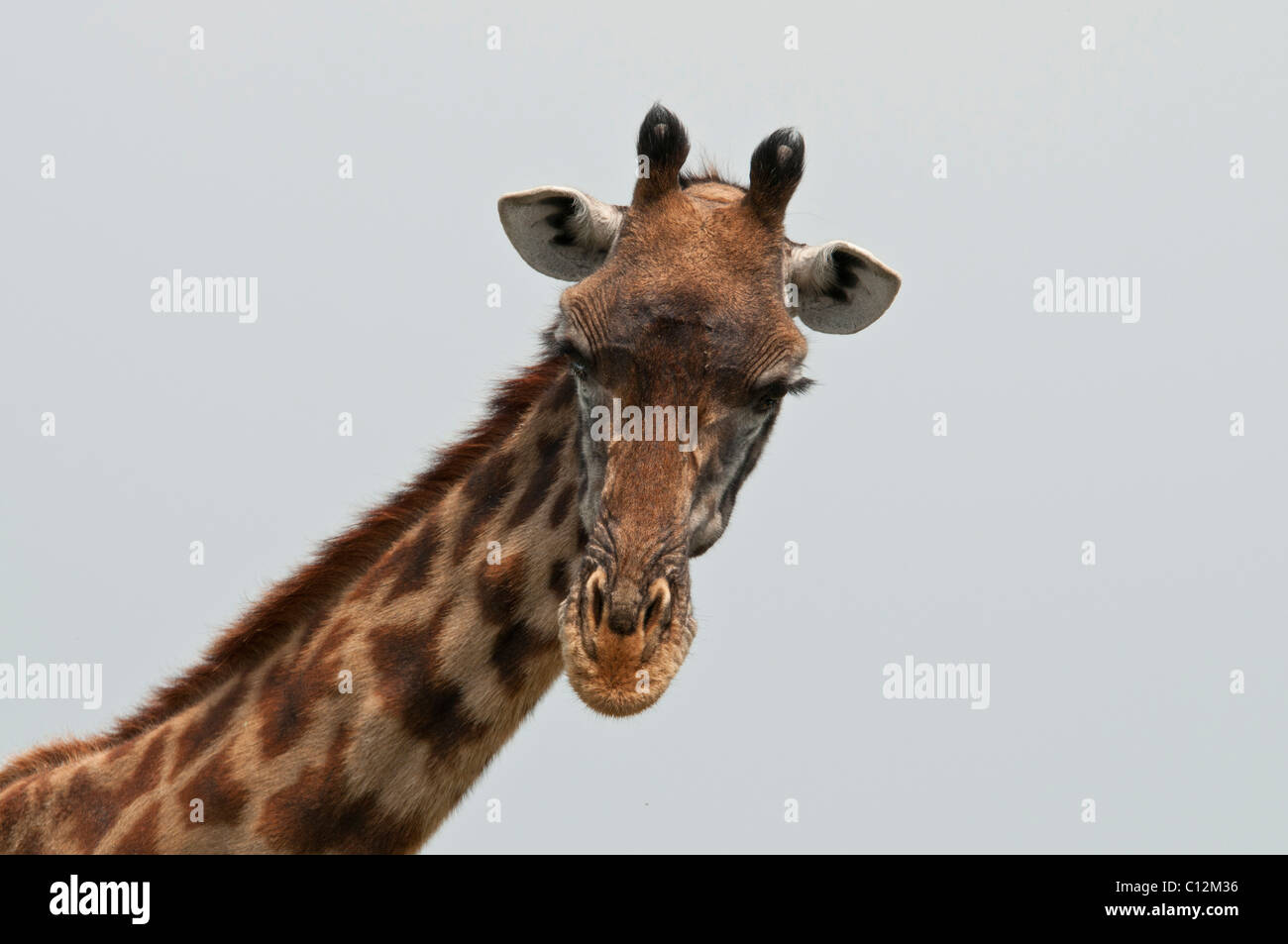 Stock photo closeup of the neck and face of a Masai giraffe. Stock Photo