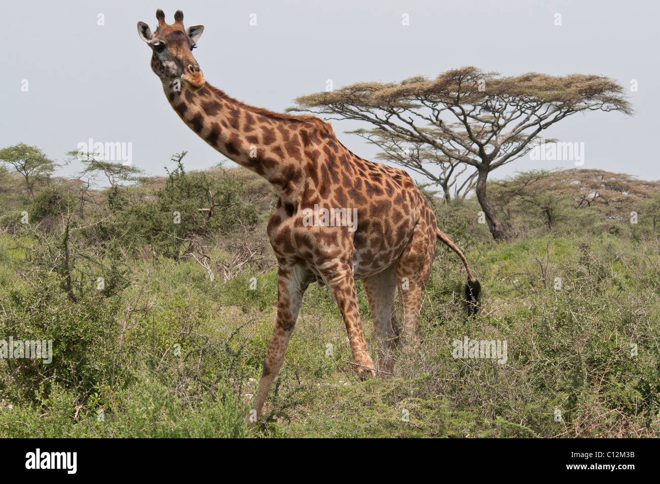 Stock photo of a Masai giraffe, framed along his back by an acacia tree. Stock Photo