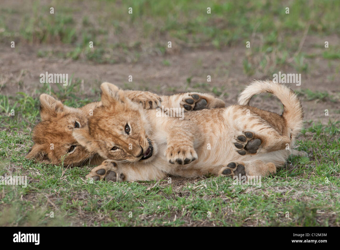 Stock photo of two lions cubs rolling around playing. Stock Photo