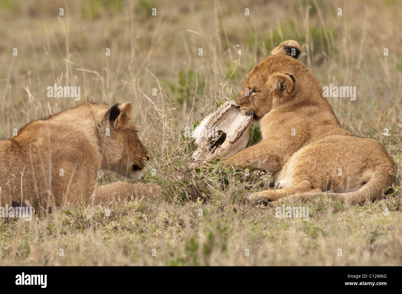 Stock photo of two young lions playing with the skull of a zebra. Stock Photo