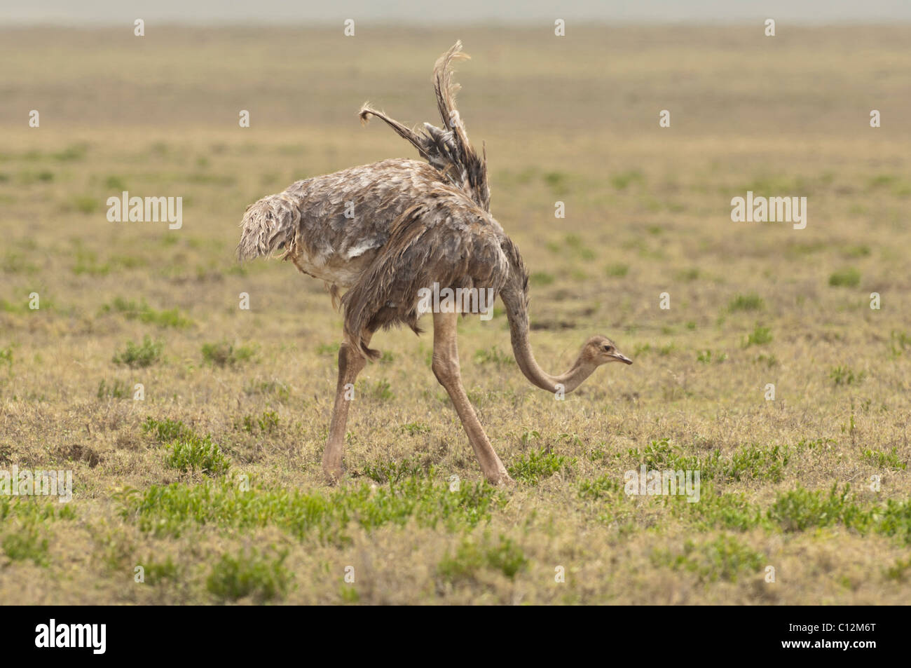 Stock photo of a female Masai ostrich displaying a breeding dance. Stock Photo