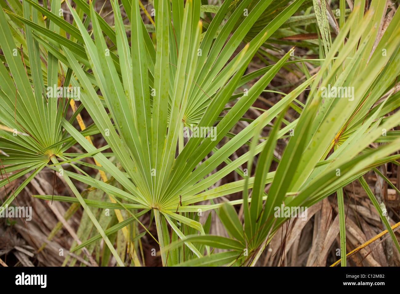 Closeup of a saw palm plant. Stock Photo