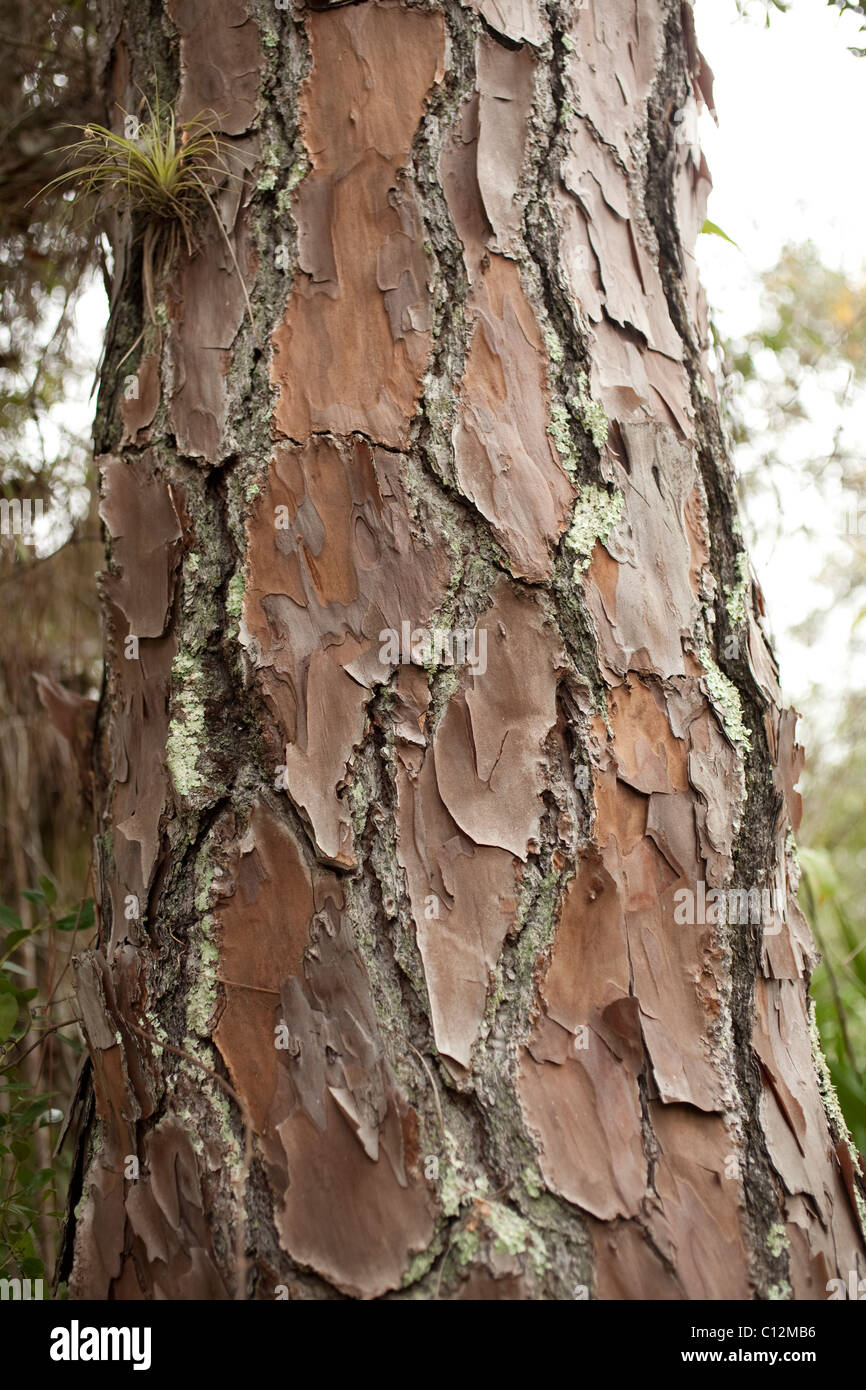 The reddish orange bark of the slash pine has a beautiful rough texture.  this tree is in Stuart Florida. Stock Photo