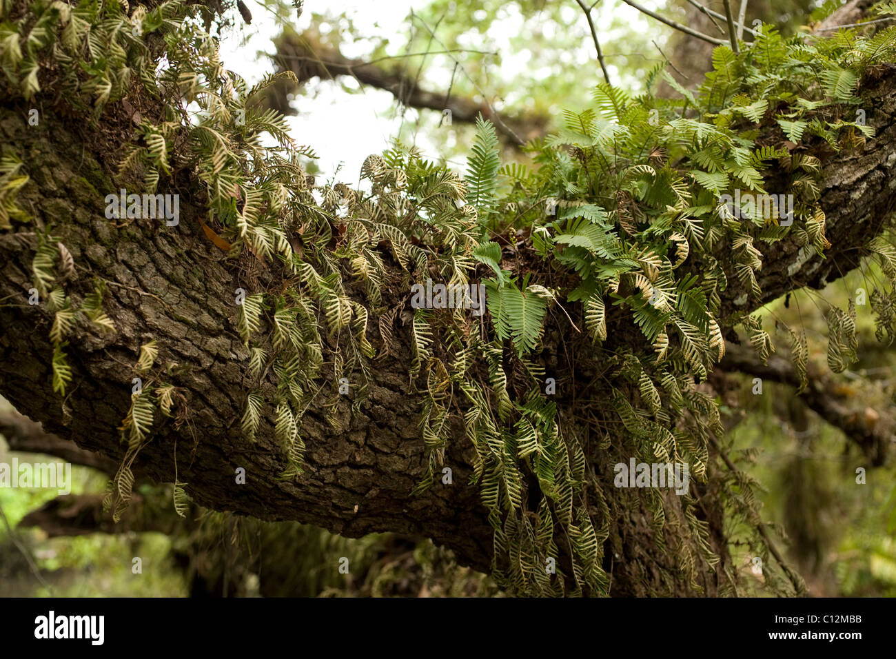 Resurrection ferns grow along a living tree branch, waiting for rain to