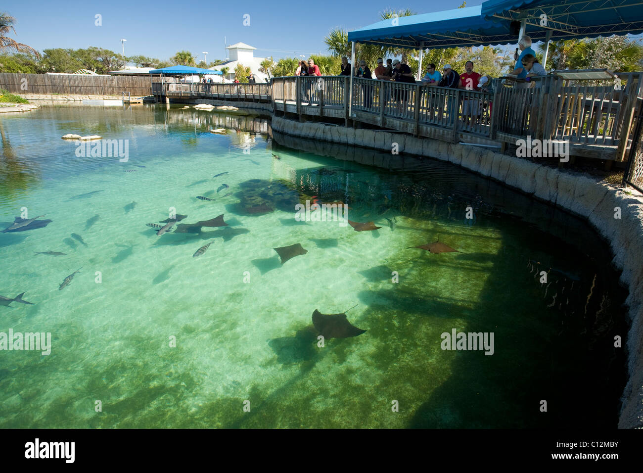 Manta ray fish tank High Resolution Stock Photography and Images Alamy
