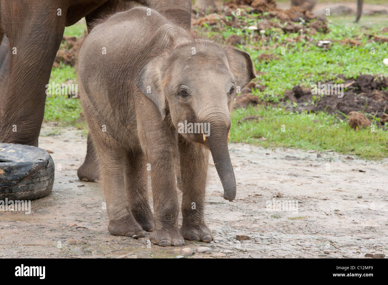 Borneo Pygmy Elephant Baby Stock Photo