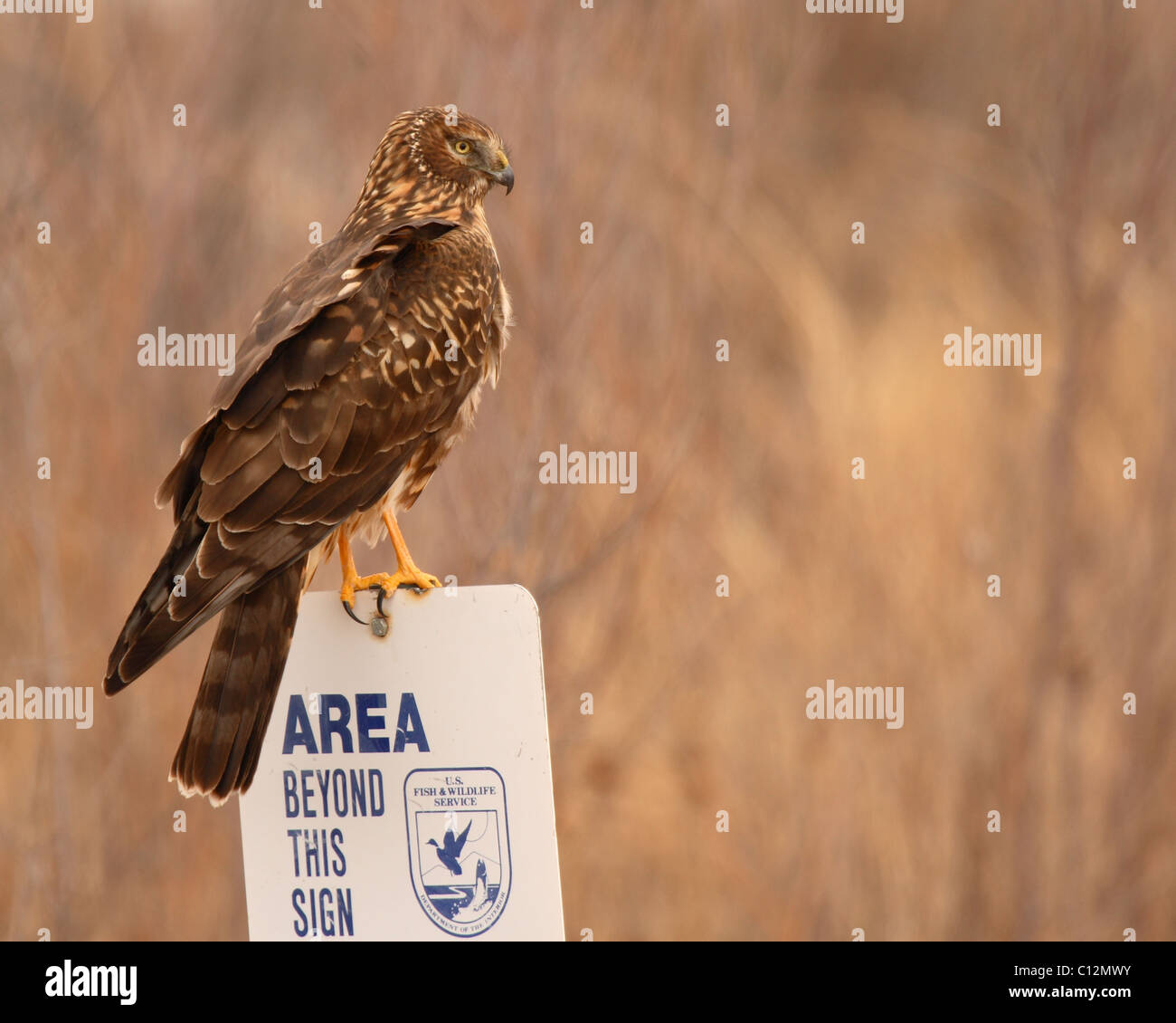 Female northern harrier hi-res stock photography and images - Alamy