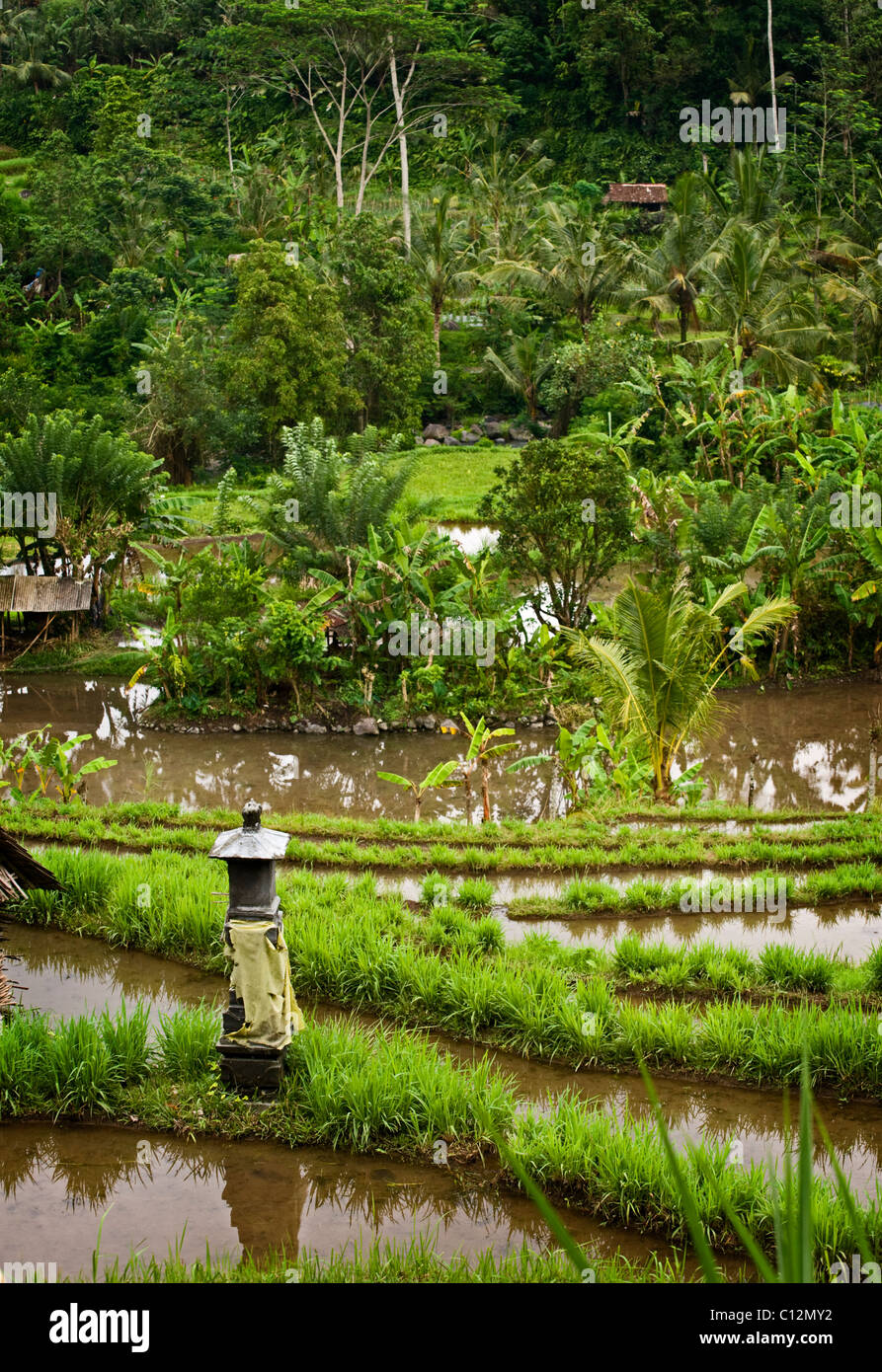 A flooded terraced rice field and a Hindu shrine dominate the landscape ...