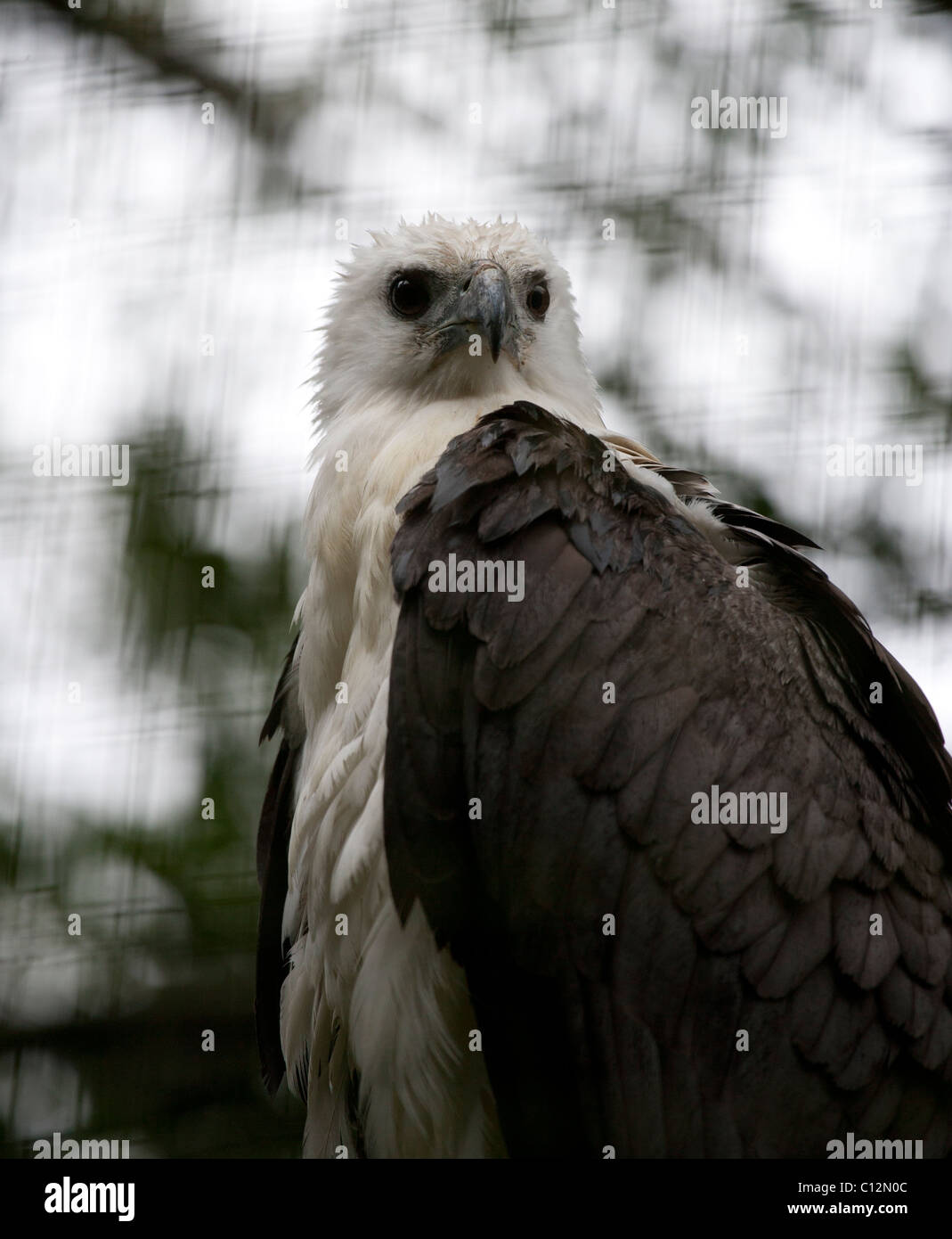 White bellied sea eagles hi-res stock photography and images - Alamy