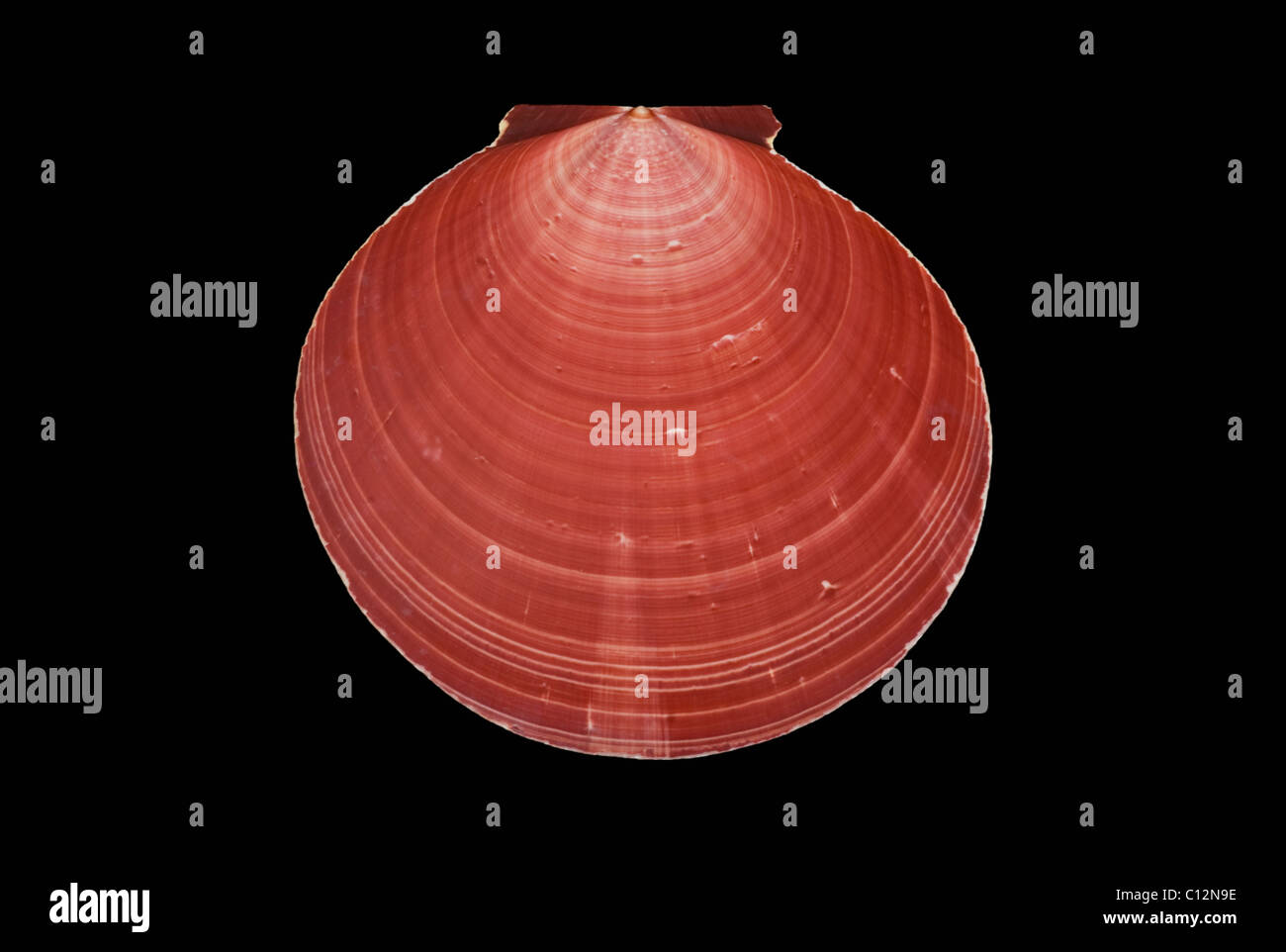 Rose red clam shell isolated with encircled lighter lines showing design of the shell. Stock Photo