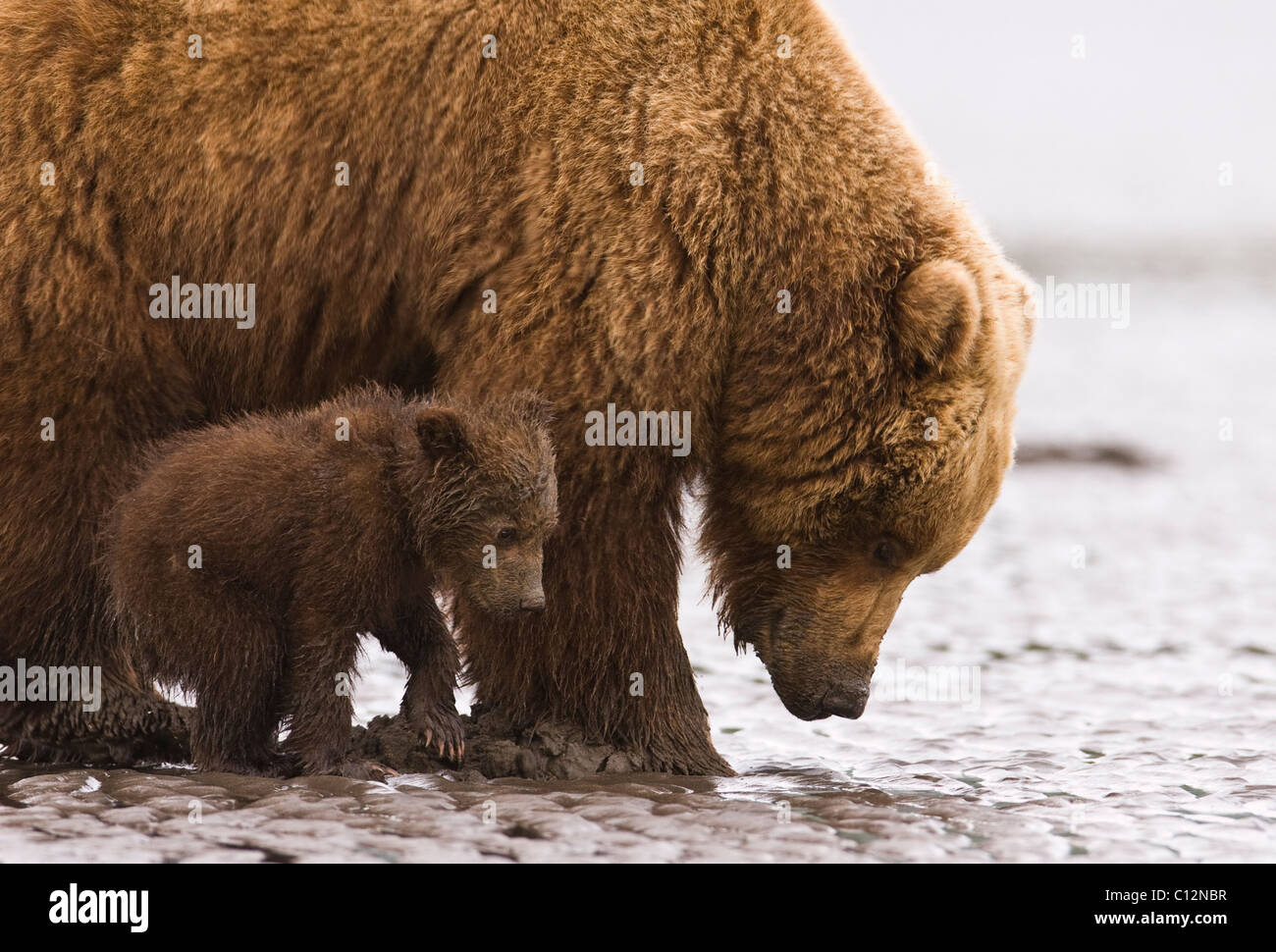 A brown bear mother teaches her cub to dig for razor clams at low tide ...