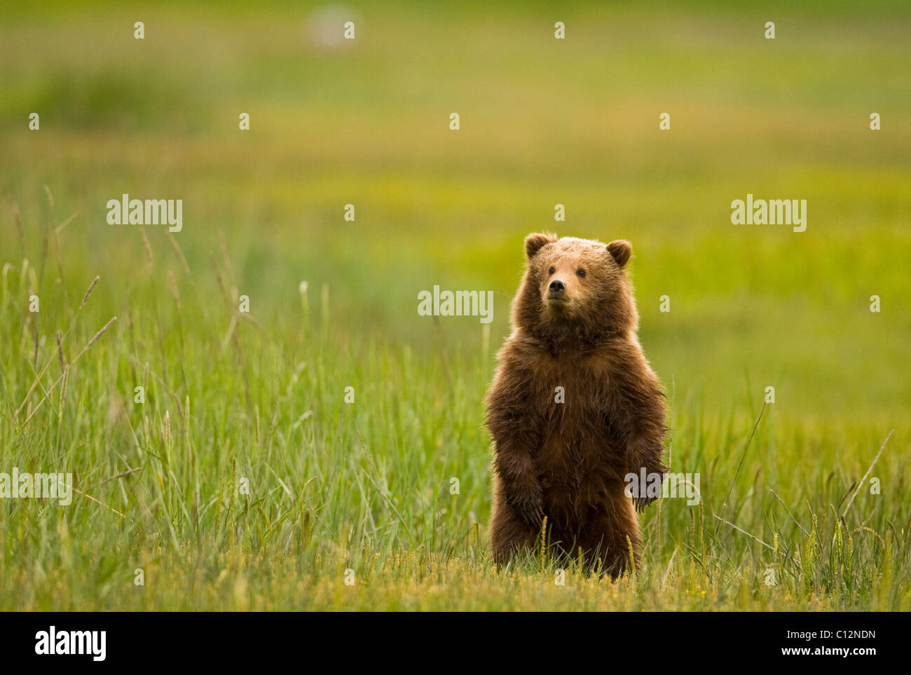 A young grizzly bear stands upright in a  coastal meadow. Stock Photo
