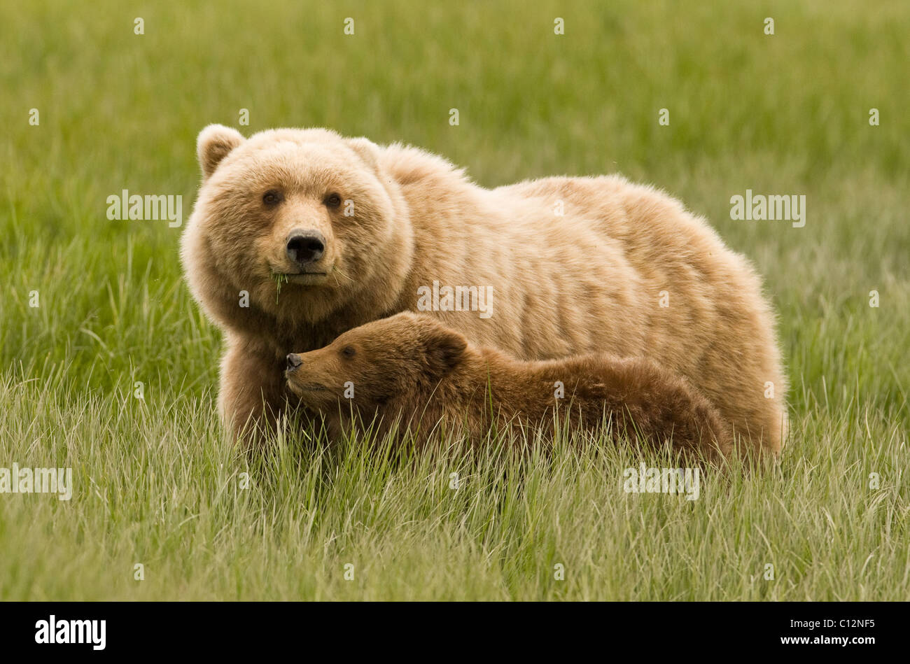 Brown bear mother and her cub in a coastal meadow in Alaska Stock Photo ...