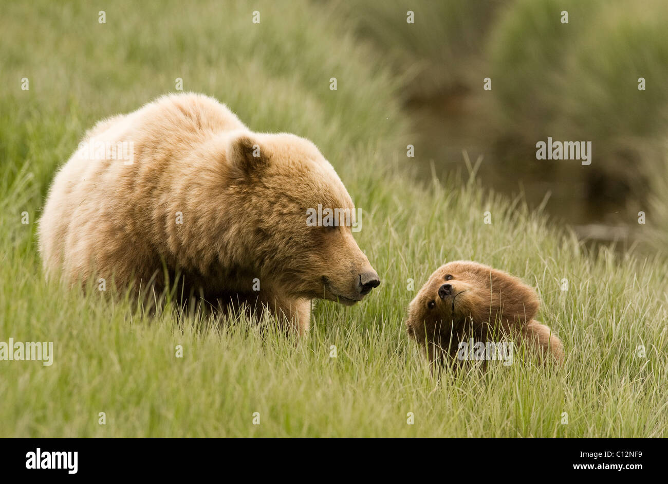 Brown bear mother and her cub in a coastal meadow in Alaska Stock Photo ...