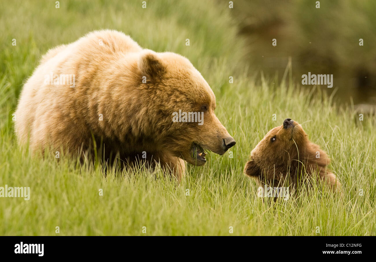 Brown bear mother and her cub in a coastal meadow in Alaska Stock Photo ...