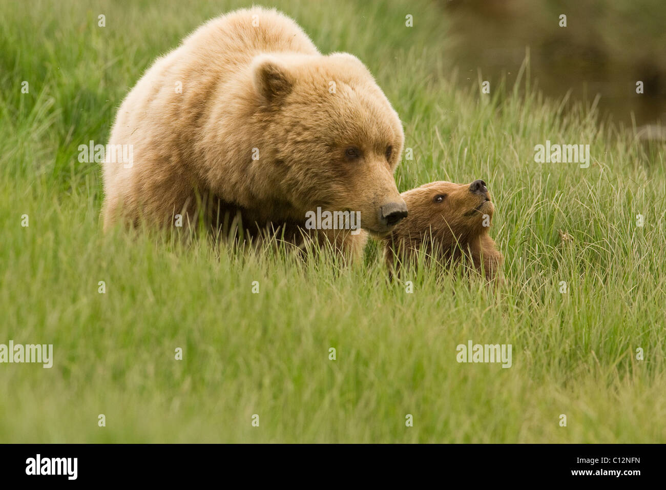 Brown bear mother and her cub, in a coastal meadow in Alaska. Stock Photo