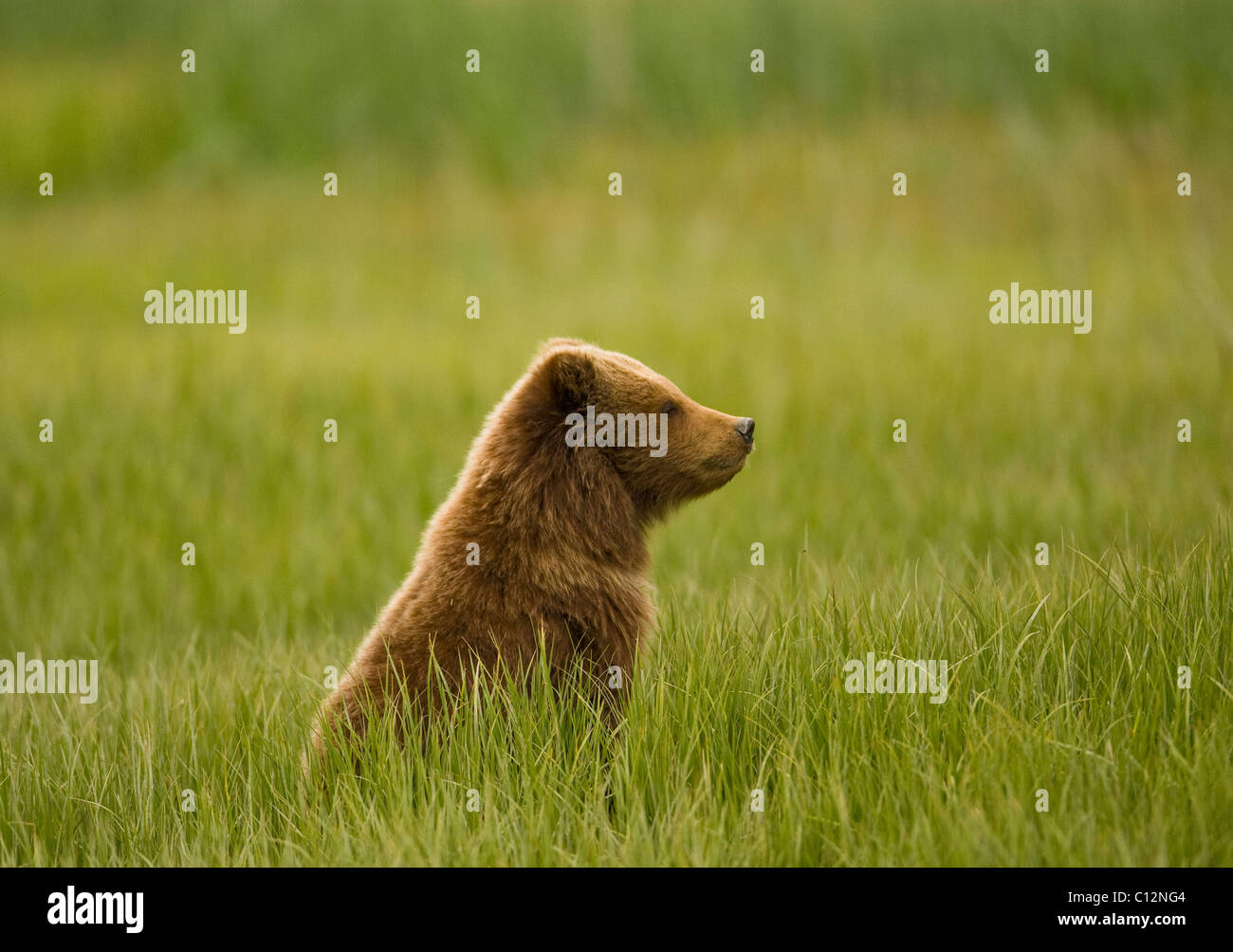 11/2 year old brown bear cub sits in a grassy meadow in Alaska Stock