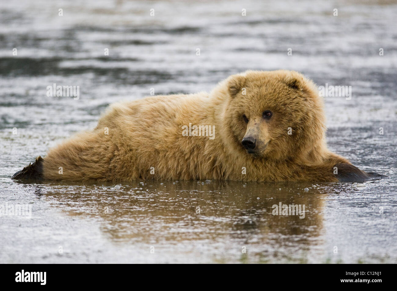 A young female brown bear rests in a mud hole in Lake Clark National Park, Alaska. Stock Photo