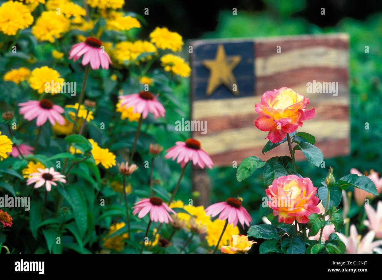'LOVE AND PEACE' HYBRID TEA ROSES, PURPLE CONEFLOWERS AND GIANT MARIGOLDS WITH WOODEN AMERICAN FLAG ACCENT IN AMERICAN GARDEN. Stock Photo