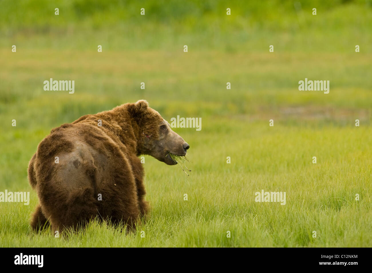 Large male Alaskan brown bear male. Recent injuries are apparent on his face, neck, and torso. Stock Photo