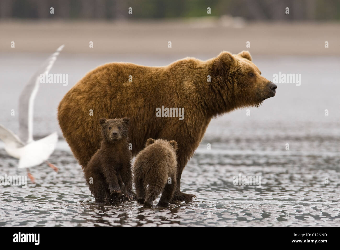 Brown bear mother and cubs dig for razor clams on the beach. Stock Photo