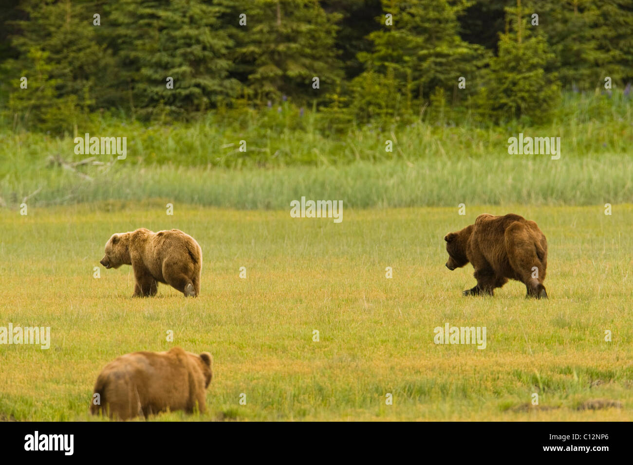 Two male grizzly bears vie for the attention of a female during mating season. Stock Photo
