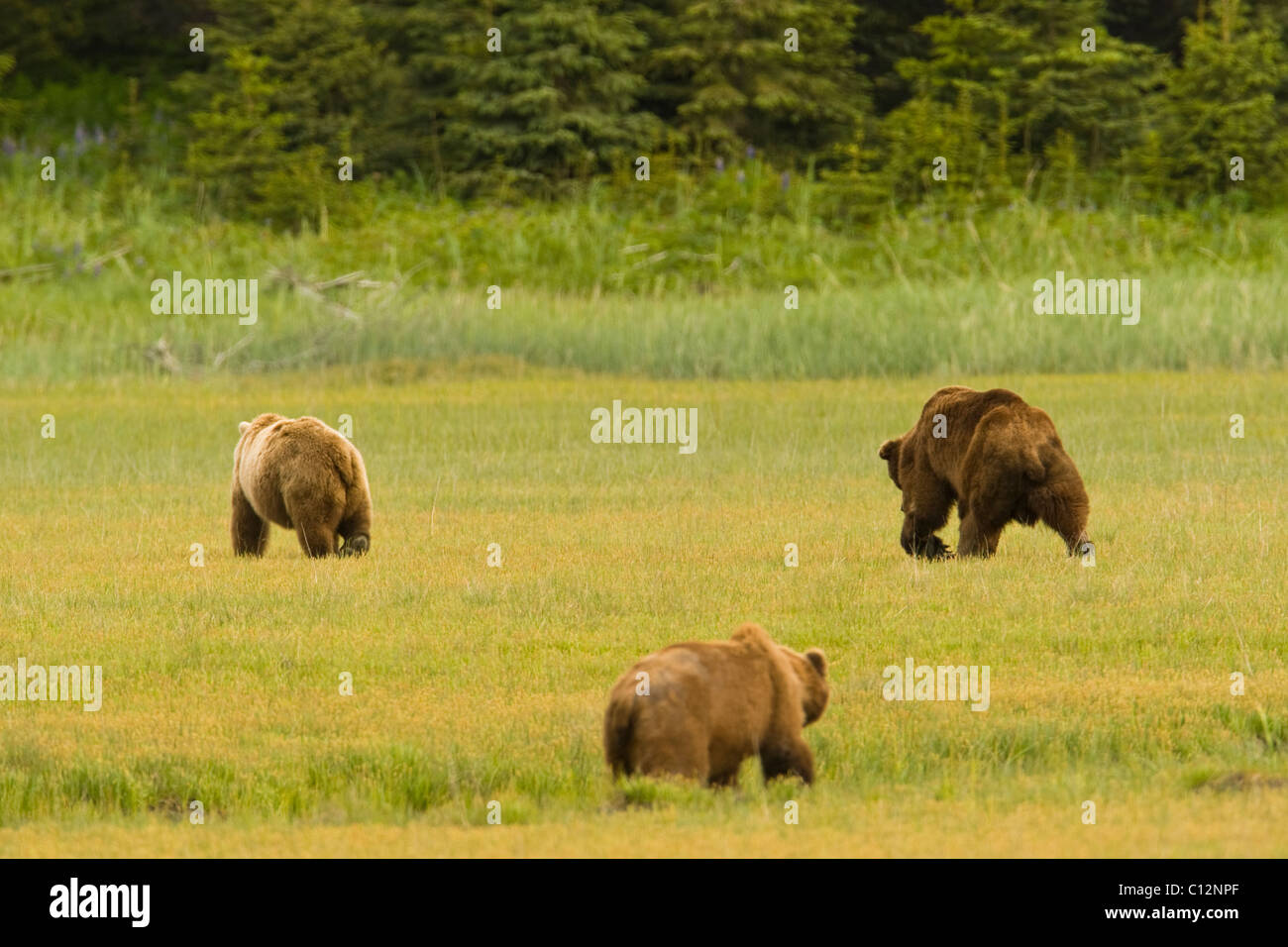 Two male grizzly bears vie for the attention of a female during mating season. Stock Photo