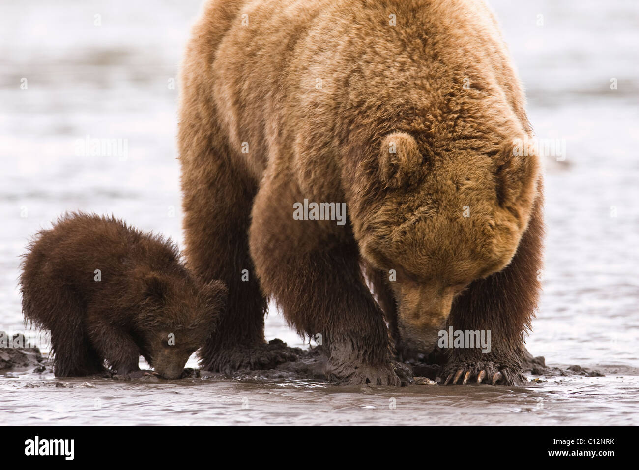 Brown bear mother and her cub hi-res stock photography and images - Alamy