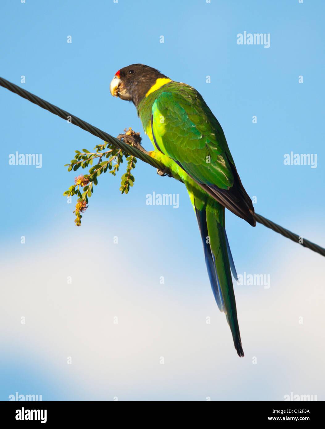A Twenty-Eight parrot Australian ring neck dines on some local plant. Stock Photo