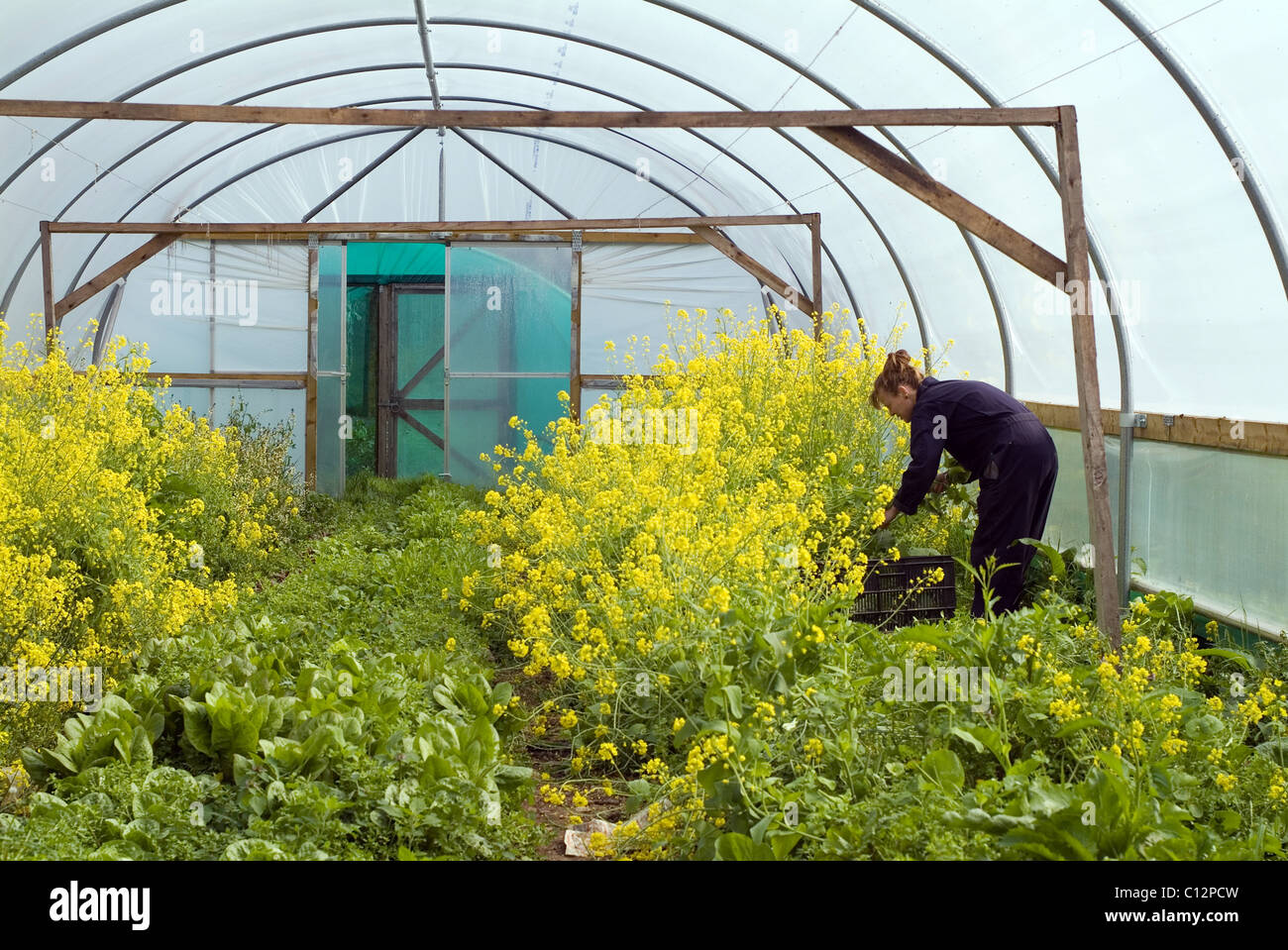 Ryton gardens garden organic hi-res stock photography and images - Alamy