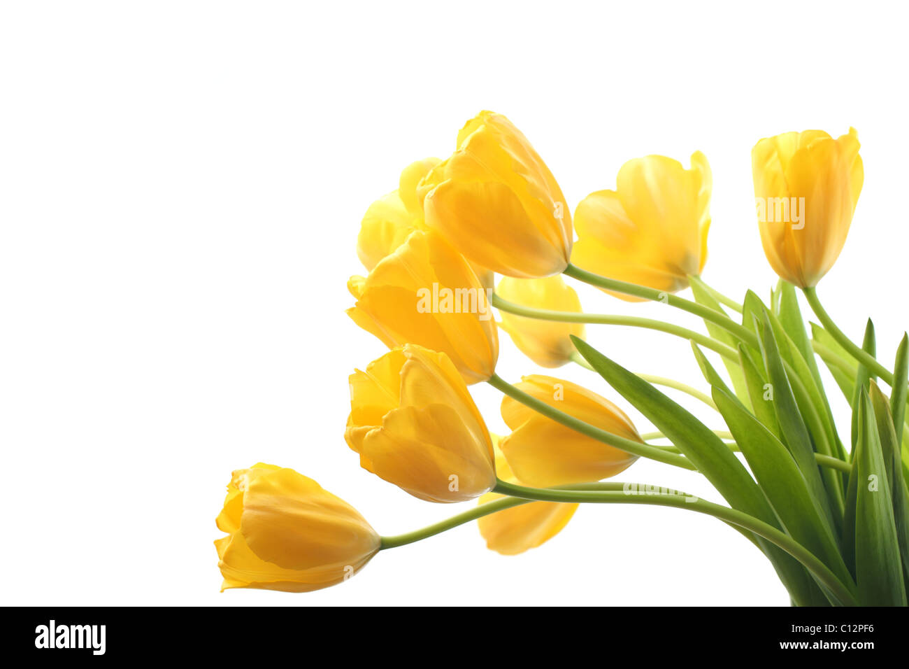 Yellow tulips isolated on white background Stock Photo - Alamy