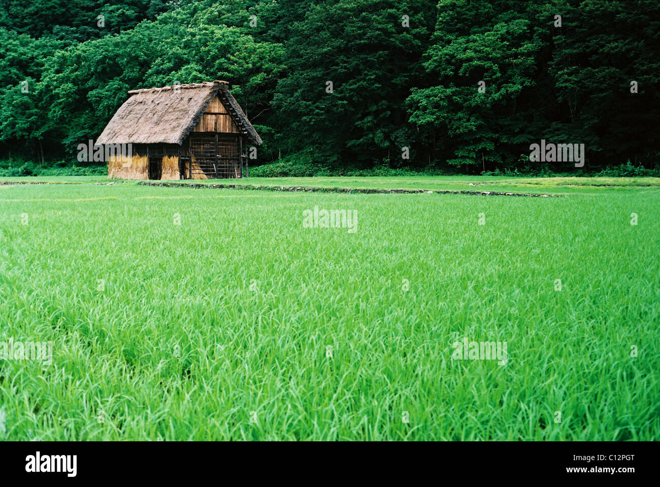 A thatched shed or barn sits against the dark forest in a young rice field in Shirakawago, Gifu, Japan. Stock Photo