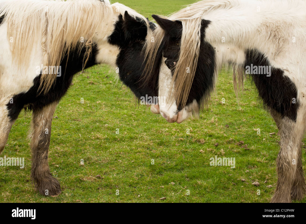 Two piebald or appaloosa horses resting their heads together. Stock Photo