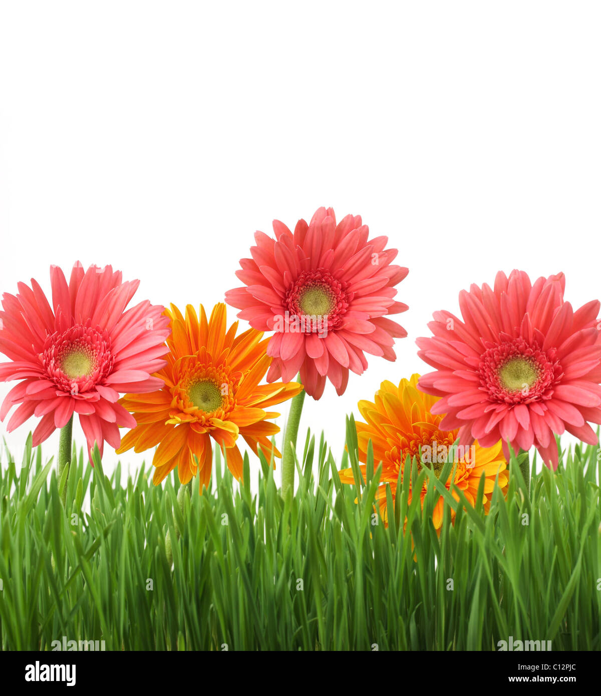 Spring flowers background Stock Photo