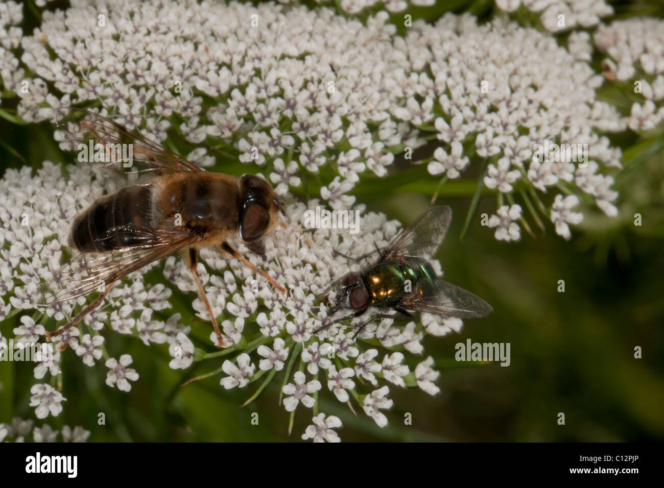 flies on white flowers Stock Photo Alamy