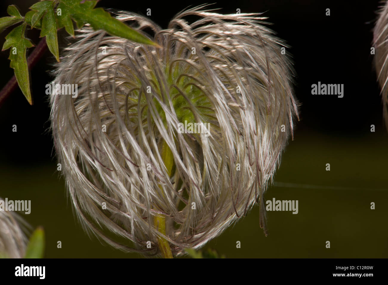 clematis seed head Stock Photo