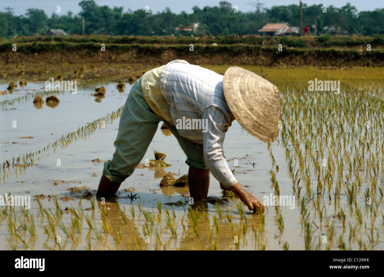Asian rice hat hi-res stock photography and images - Alamy