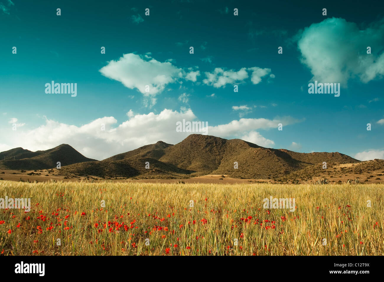Field of wildflowers hi-res stock photography and images - Alamy