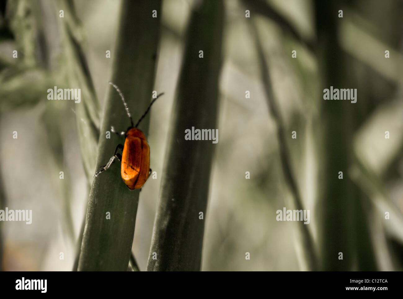 Insect crawling on plant stem Stock Photo