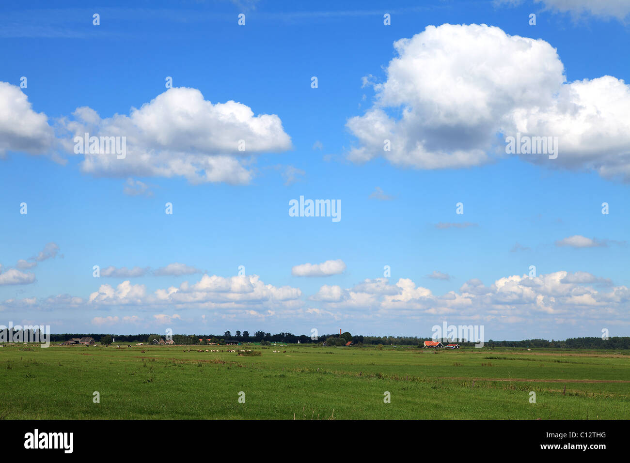 Typical Dutch landscape with meadow and cows under blue cloudy sky ...