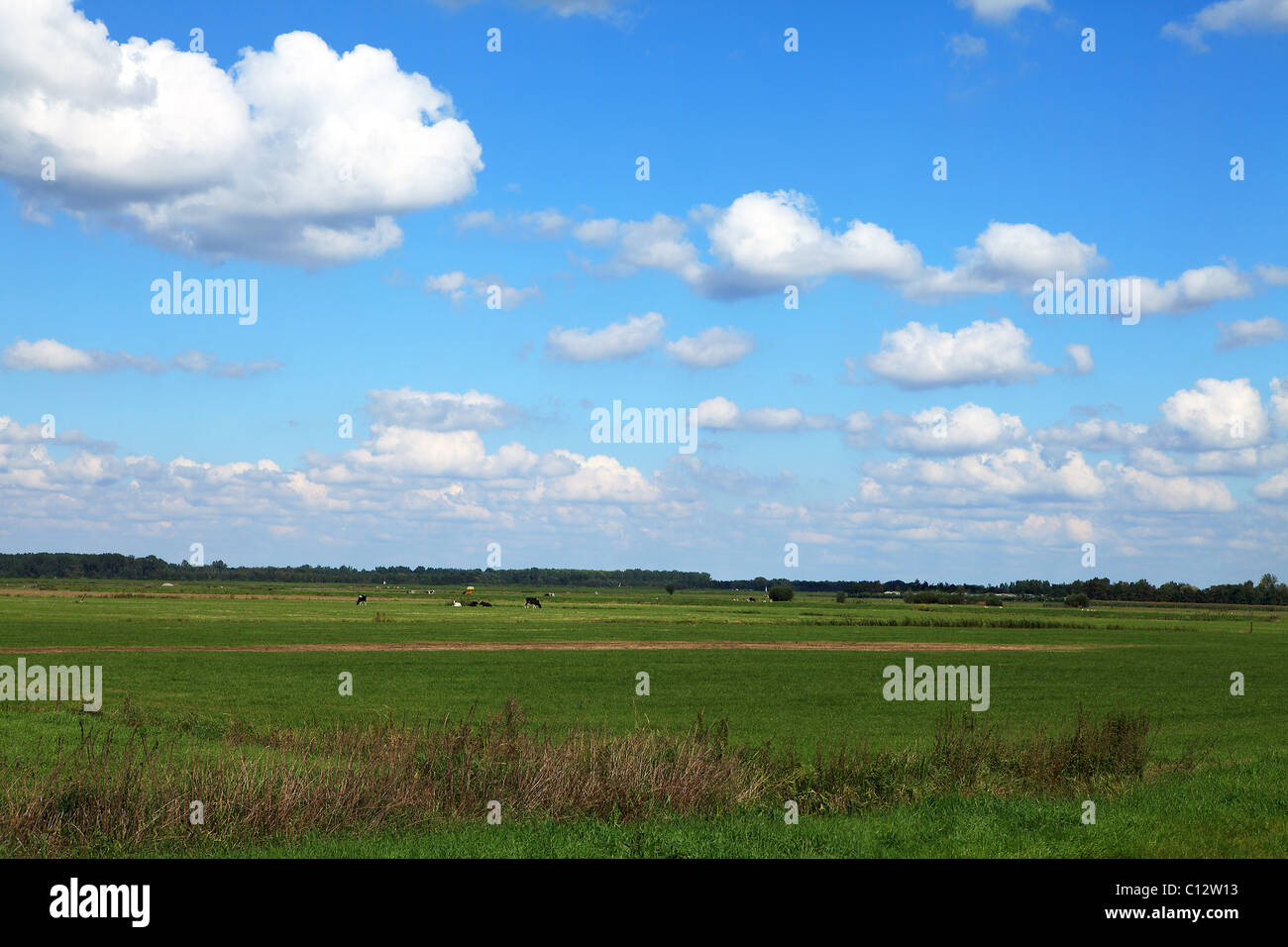 Typical Dutch landscape with meadow and cows under blue cloudy sky ...