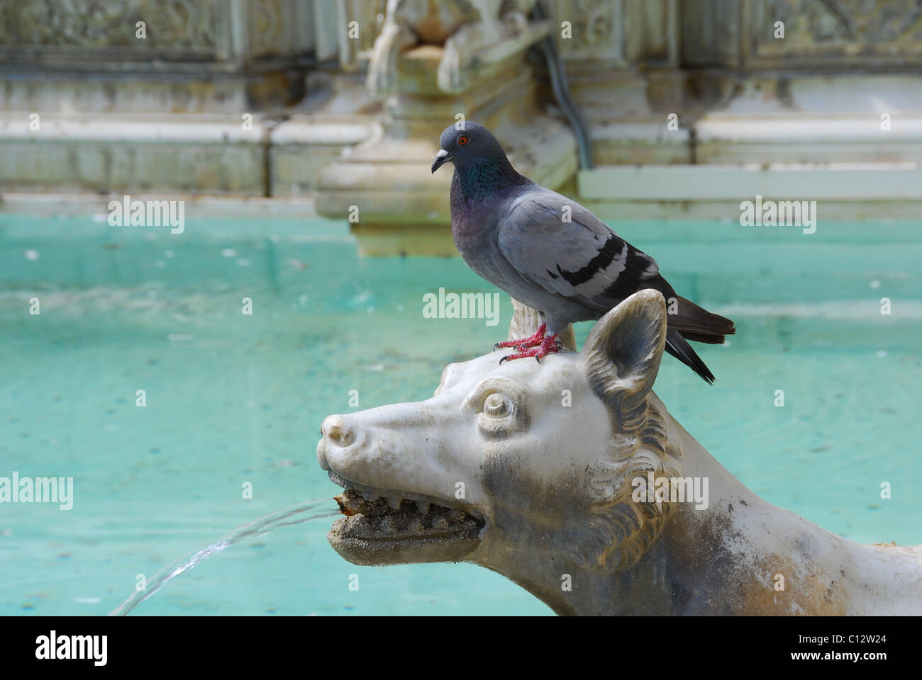 Pigeon perches on animal fountain in Siena, Tuscany, Italy Stock Photo