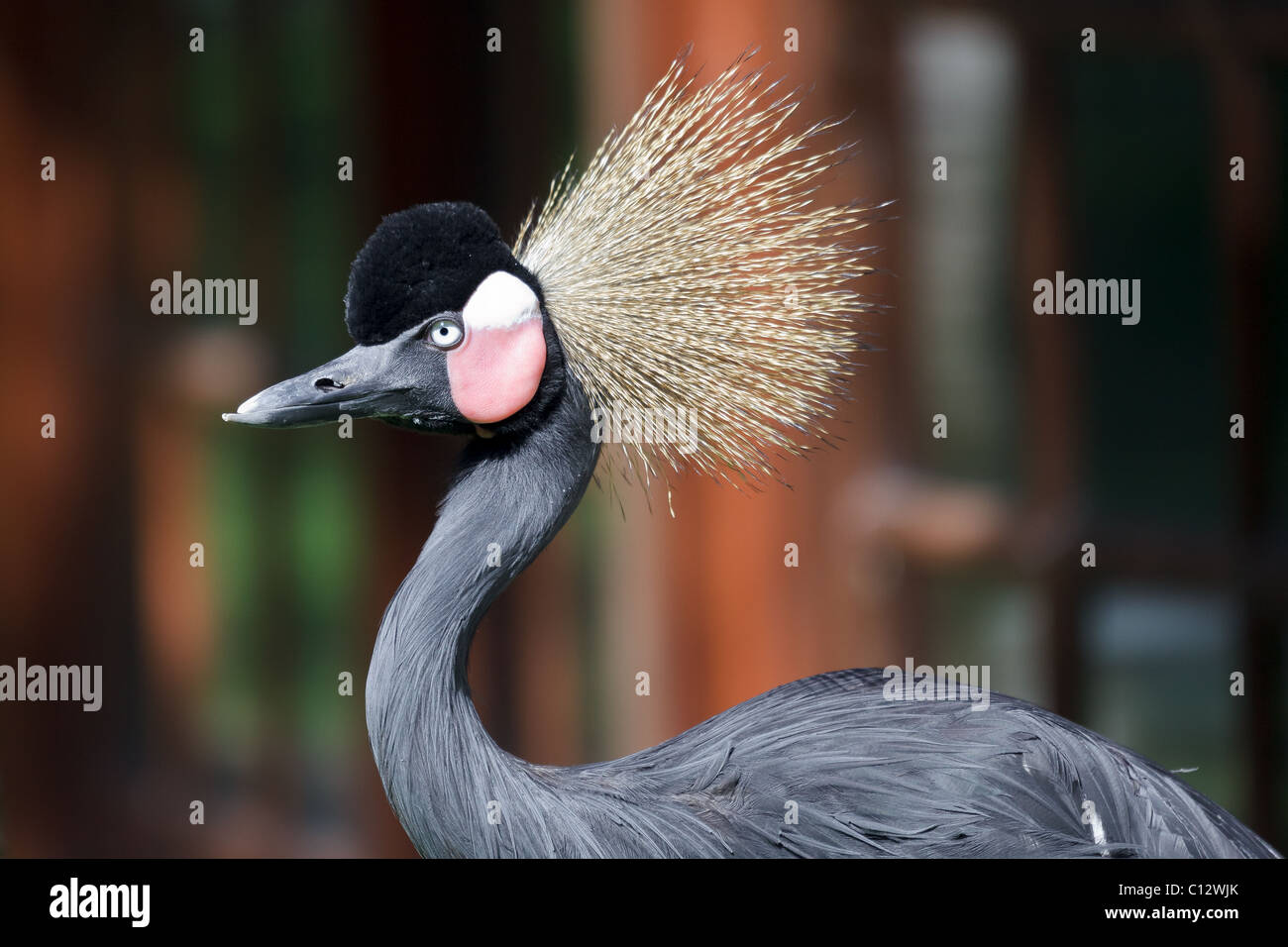 Black Crowned Crane Stock Photo - Alamy