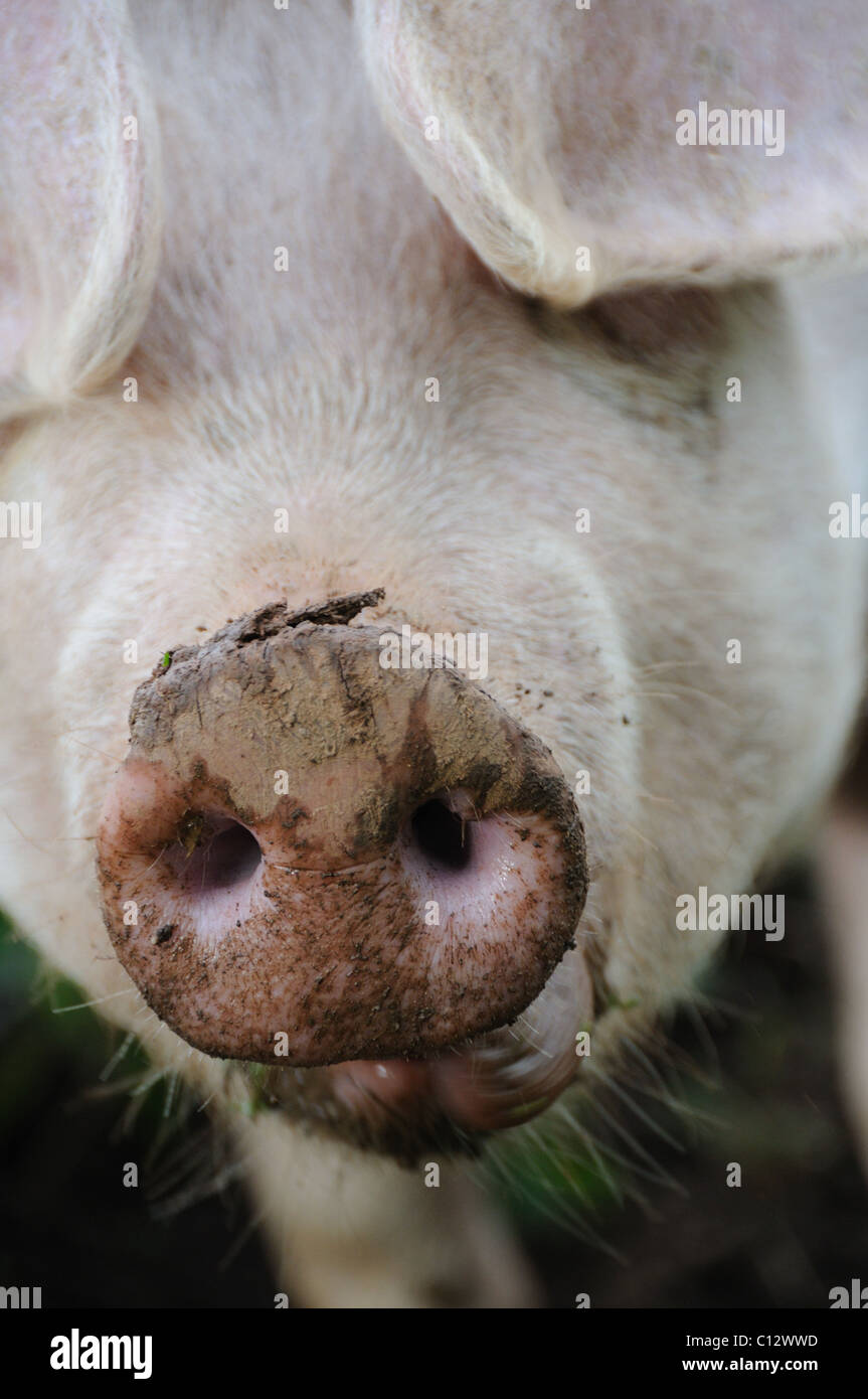Pig's snout Stock Photo