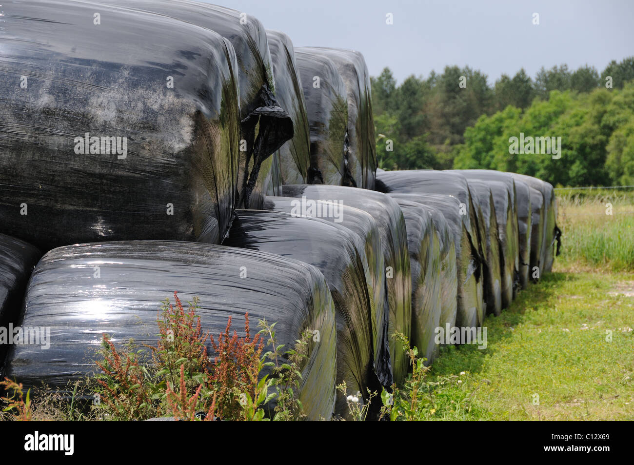 Stored and wrapped hay bales Stock Photo