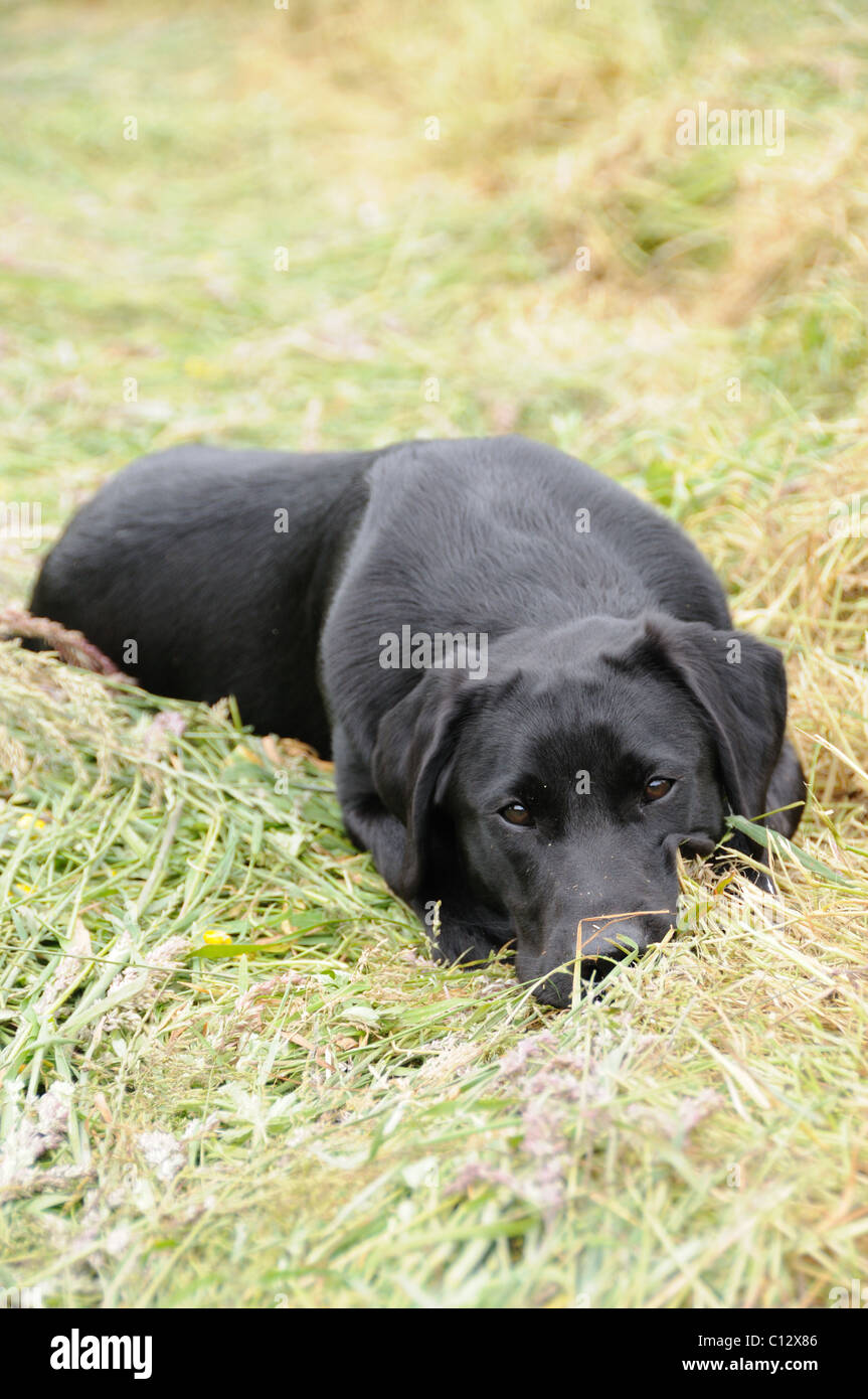 Black labrador laying in a field of hay Stock Photo