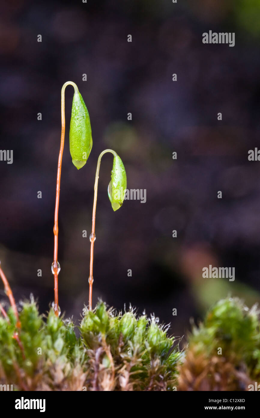 Bryum capilliare, a common cushion forming moss often found growing on walls and rocks. Shown here in early spring. Stock Photo