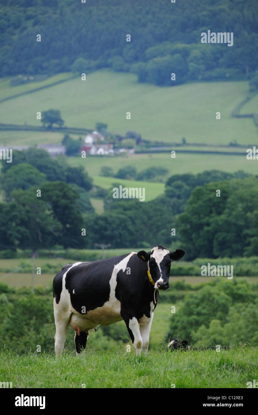 Dairy cow in a field with a farm in the background Stock Photo